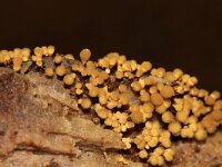 Arcyria versicolor 4, Veelkleurig netwatje, Saxifraga-Foto Fitis-Sytske Dijksen