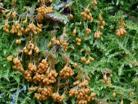 Badhamia utricularis 18, Troskalknetje, Saxifraga-Luuk Vermeer