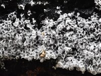 Badhamia utricularis 24, Troskalknetje, Saxifraga-Luuk Vermeer