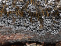 Badhamia utricularis 28, Troskalknetje, Saxifraga-Luuk Vermeer