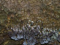 Badhamia utricularis 3,Troskalknetje, Saxifraga-Jan Nijendijk