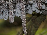 Badhamia utricularis 31, Troskalknetje, Saxifraga-Jan Nijendijk
