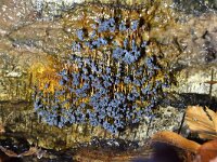 Badhamia utricularis 32, Troskalknetje, Saxifraga-Luuk Vermeer