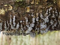 Badhamia utricularis 4, Troskalknetje, Saxifraga-Luuk Vermeer