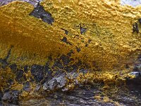 Badhamia utricularis 44, Troskalknetje, Saxifraga-Luuk Vermeer