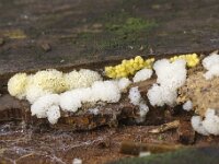 Ceratiomyxa porioides 21, IJshoningraatje, Saxifraga-Luuk Vermeer