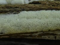 Ceratiomyxa porioides 5, IJshoningraatje, Saxifraga-Luuk Vermeer