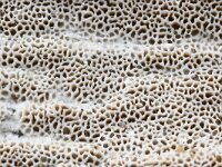 Ceriporia reticulata 3, Bosnetje, Saxifraga-Luuk Vermeeren