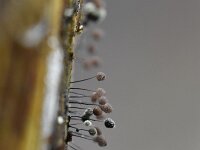 Comatricha nigra 8, Langstelig kroeskopje, Saxifraga-Luuk Vermeer