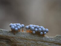 Cribraria argillacea 8, Zandkleurig lantaarntje, Saxifraga-Luuk Vermeer