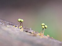 Cribraria aurantiaca 16, Goudgeel lantaarntje, Saxifraga-Luuk Vermeer