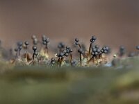 Cribraria aurantiaca 21, Goudgeel lantaarntje, Saxifraga-Luuk Vermeer