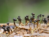 Cribraria aurantiaca 23, Goudgeel lantaarntje, Saxifraga-Luuk Vermeer