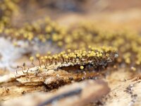 Cribraria aurantiaca 27, Goudgeel lantaarntje, Saxifraga-Foto Fitis-Sytske Dijksen