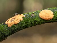Dictydiaethalium plumbeum 2, Loodkleurig netplaatje, Saxifraga-Luuk Vermeer
