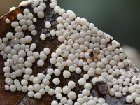 Diderma donkii 4, Dof kalkschaaltje, Saxifraga-Luuk Vermeer