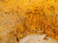 Hypomyces chrysospermus 3, Goudgele zwameter, Saxifraga-Foto Fitis-Sytske Dijksen