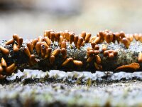 Leocarpus fragilis 11, Glanzend druivenpitje, Saxifraga-Luuk Vermeer