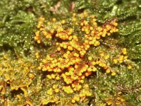 Leocarpus fragilis 14, Glanzend druivenpitje, Saxifraga-Foto Fitis-Sytske Dijksen