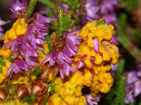 Leocarpus fragilis 15, Glanzend druivenpitje, Saxifraga-Foto Fitis-Sytske Dijksen