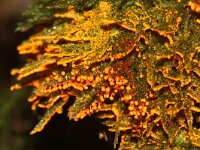 Leocarpus fragilis 8, Glanzend druivenpitje, Saxifraga-Foto Fitis-Sytske Dijksen