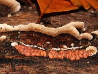 Lycogala epidendrum 7, Boomwrat, Saxifraga-Foto Fitis-Sytske Dijksen