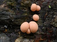 Lycogala epidendrum 9, Boomwrat, Saxifraga-Luuk Vermeer