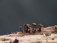 Metatrichia floriformis 8, Donkerbruin kelkpluisje, Saxifraga-Luuk Vermeer