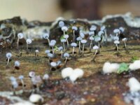 Phleogena faginea 4, Beukenkorrelkopje, Saxifraga-Foto Fitis-Sytske Dijksen