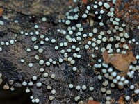 Physarum album 6, Knikkend kalkkopje, Saxifraga-Foto Fitis-Sytske Dijksen