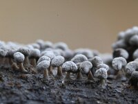 Physarum compressum 4, Samengedrukt kalkkopje, Saxifraga-Luuk Vermeer