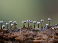 Physarum leucophaeum 17, Grijswit kalkkopje, Saxifraga-Luuk Vermeer