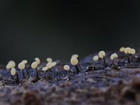 Physarum leucophaeum 19, Grijswit kalkkopje, Saxifraga-Luuk Vermeer