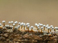 Physarum leucophaeum 22, Grijswit kalkkopje, Saxifraga-Luuk Vermeer