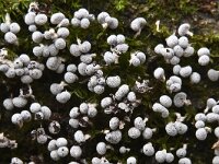 Physarum leucopus 2, Witsteelkalkkopje, Saxifraga-Luuk Vermeer