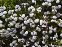 Physarum leucopus 5, Witsteelkalkkopje, Saxifraga-Luuk Vermeer