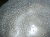 Reticularia lycoperdon 2, Zilveren boomkussen, Saxifraga-Foto Fitis-Sytske Dijksen