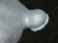 Reticularia lycoperdon 3, Zilveren boomkussen, Saxifraga-Foto Fitis-Sytske Dijksen