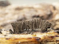 Stemonitis axifera 17, Roodbruin netpluimpje, Saxifraga-Luuk Vermeer