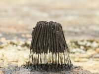 Stemonitis fusca 10, Gebundeld netpluimpje, Saxifraga-Luuk Vermeer