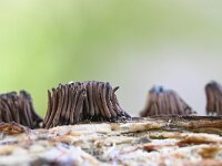 Stemonitis fusca 28, Gebundeld netpluimpje, Saxifraga-Luuk Vermeer