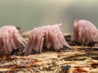 Stemonitis fusca 50, Gebundeld netpluimpje, Saxifraga-Luuk Vermeer