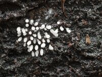 Stemonitopsis typhina 6, Zilveren schijnpluimpje, Saxifraga-Luuk Vermeer