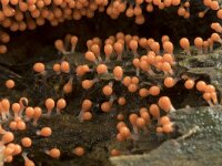 Trichia decipiens 12, Peervormig draadwatje, Saxifraga-Willem van Kruijsbergen