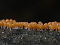 Trichia decipiens 18, Peervormig draadwatje, Saxifraga-Luuk Vermeer