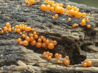 Trichia decipiens 33, Peervormig draadwatje, Saxifraga-Luuk Vermeer