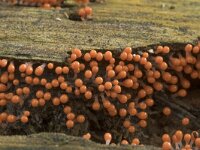 Trichia decipiens 38, Peervormig draadwatje, Saxifraga-Willem van Kruijsbergen