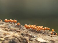 Trichia decipiens 6, Peervormig draadwatje, Saxifraga-Luuk Vermeer