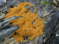 Trichia scabra 12, Gezellig draadwatje, Saxifraga-Luuk Vermeer