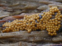 Trichia scabra 24, Gezellig draadwatje, Saxifraga-Luuk Vermeer